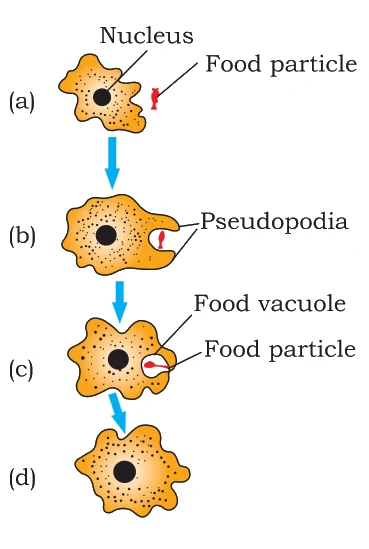 Nutrition in Amoeba