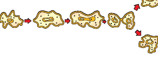 Binary fission in Amoeba