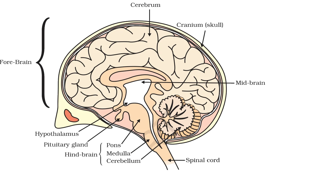 Sectional view - fore-brain (cerebrum) inside the cranium, mid-brain, and the hind-brain parts (pons, medulla, cerebellum) leading to the spinal cord; the hypothalamus and pituitary gland are also labelled.