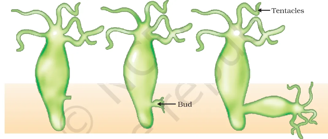 Budding in Hydra