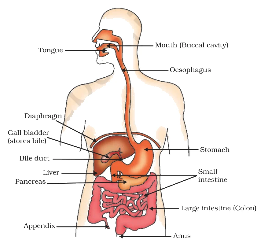 The full canal - mouth (buccal cavity), tongue, oesophagus, stomach, liver, gall bladder, bile duct, pancreas, small intestine, large intestine (colon), appendix, anus.