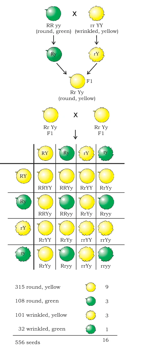 Independent inheritance of two separate traits, shape and colour of seeds