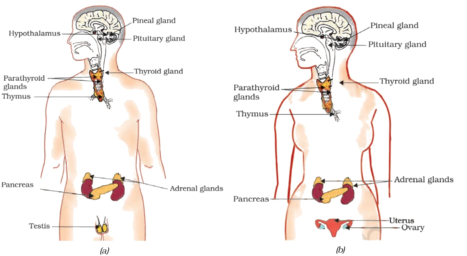 Endocrine glands in human beings (a) male, (b) female