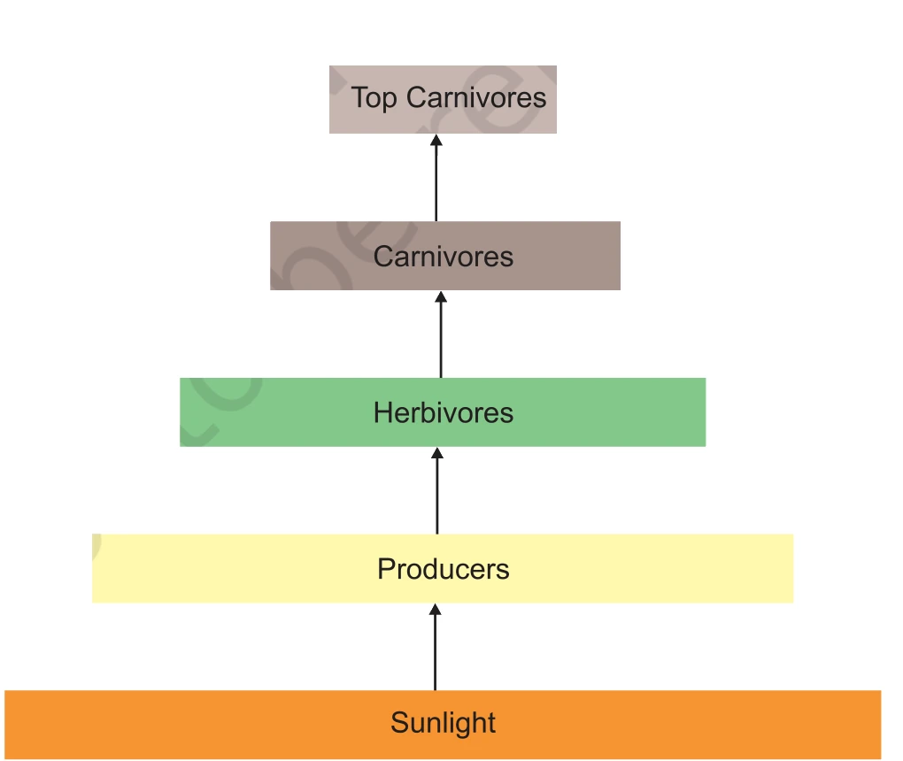 Diagram showing flow of energy in an ecosystem