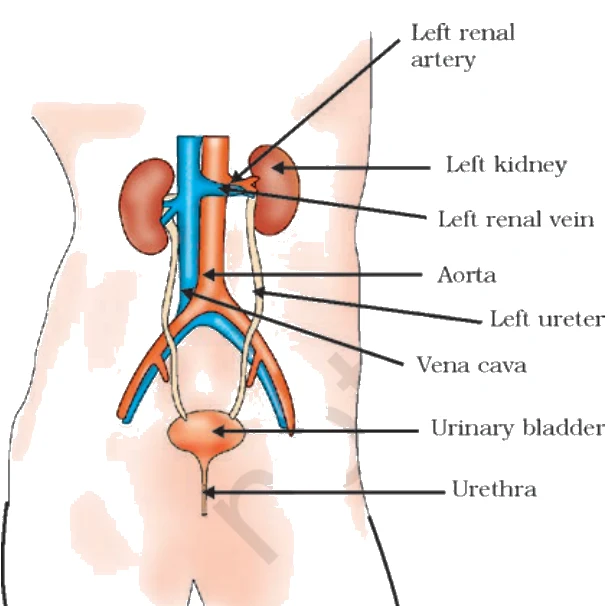 Excretory system in human beings