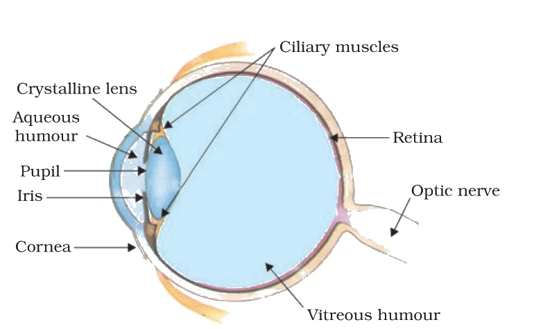 The human eye — cornea, iris, pupil, crystalline lens, ciliary muscles and the retina