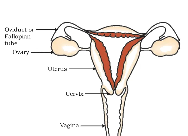Human female reproductive system