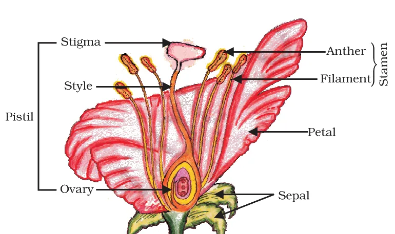 The reproductive parts labelled - Pistil (Stigma, Style, Ovary) and Stamen (Anther, Filament), with Petal and Sepal. The most-drawn diagram of this chapter (exercise Q7).