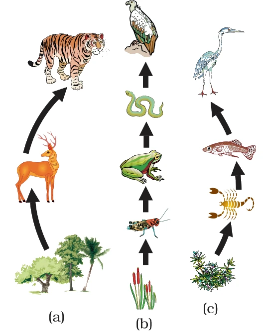 Three food chains, each read bottom-to-top from the producer: (a) forest - tree to deer to tiger; (b) grassland - grass to grasshopper to frog to snake to a bird of prey; (c) pond - aquatic plant to scorpion/insect to fish to heron.