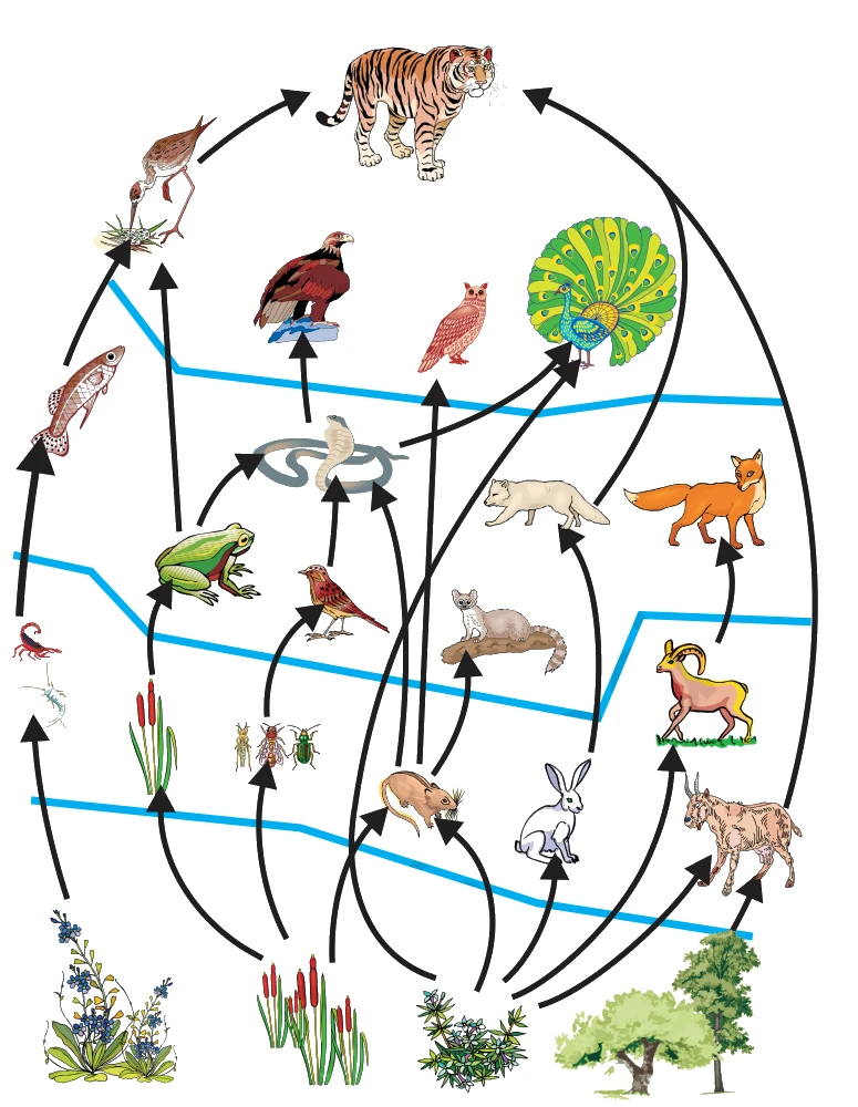 Food web, consisting of many food chains