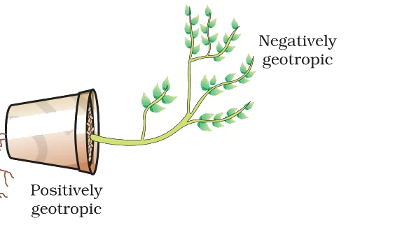 Plant showing geotropism