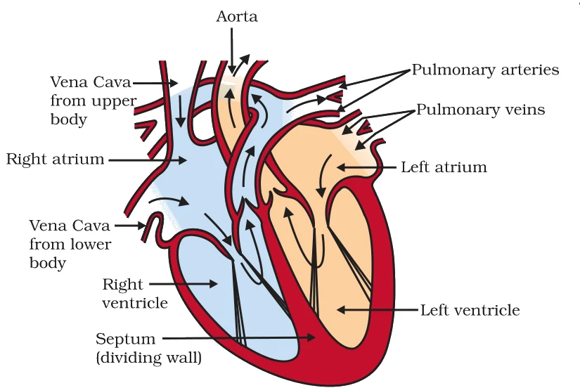 Four chambers with the vessels labelled - aorta, vena cava (upper/lower), pulmonary arteries and veins, left/right atrium, left/right ventricle, and the dividing septum. Pale-blue = de-oxygenated, peach = oxygenated.