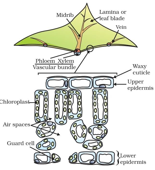 Shows the leaf shape (midrib, lamina, vein with xylem/phloem bundle) and the cellular section (upper/lower epidermis, waxy cuticle, chloroplast, air spaces, guard cell) - the site of photosynthesis and gas exchange.