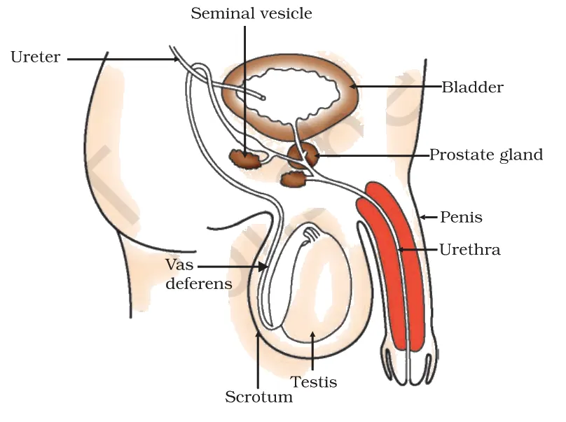 Human male reproductive system