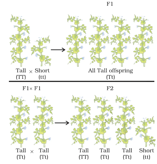 Inheritance of traits over two generations (monohybrid cross)