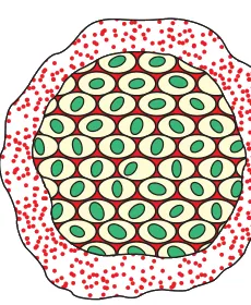 Multiple fission in Plasmodium