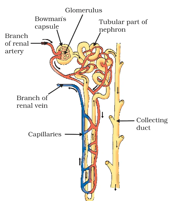 The filtration unit - branch of renal artery/vein, glomerulus, Bowman's capsule, the tubular part, surrounding capillaries and the collecting duct.