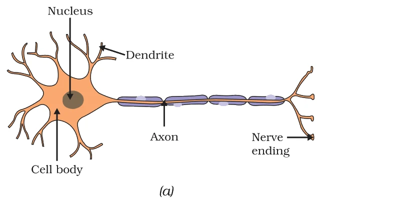Structure of a neuron