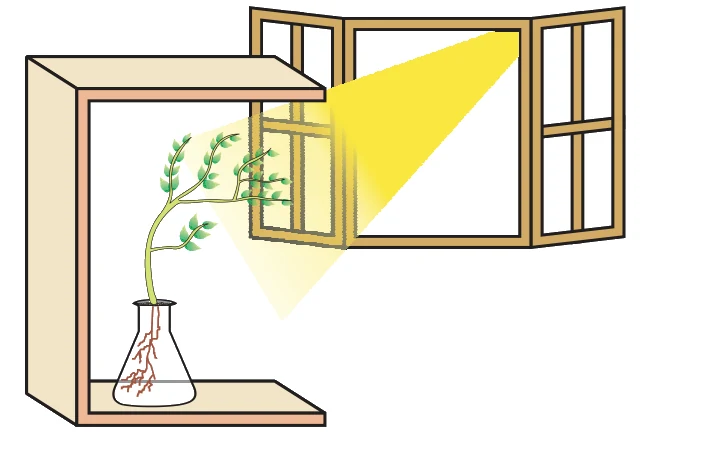 Response of the plant to the direction of light