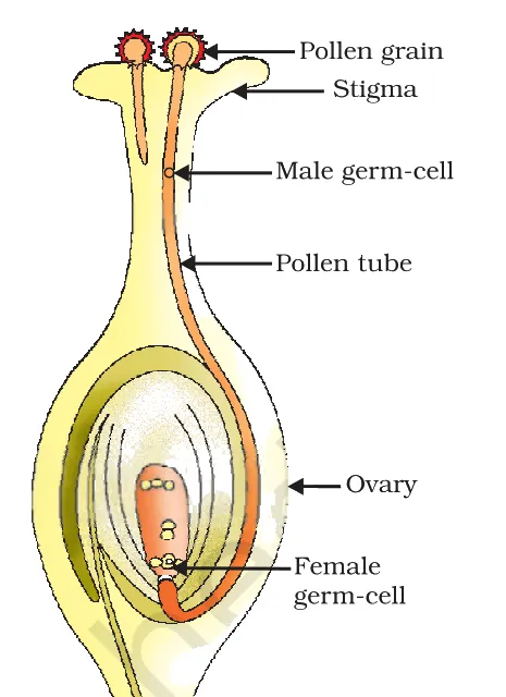 Germination of pollen on stigma