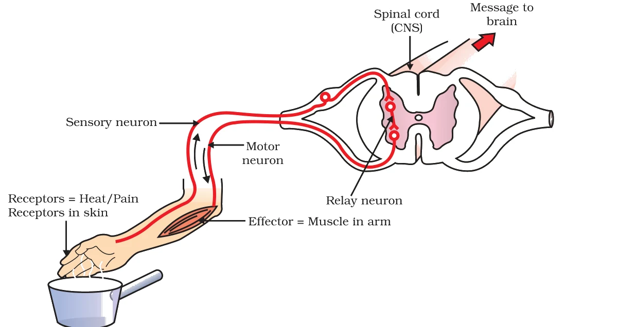 The pathway of a reflex - heat/pain receptors in the skin, the sensory neuron to the spinal cord (CNS), the relay and motor neurons, and the effector muscle in the arm; the message also travels on to the brain.
