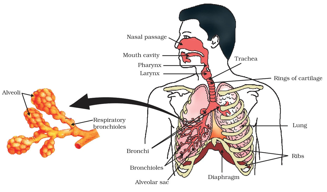 Torso view with the alveoli inset - nasal passage, throat, bronchi, lungs, diaphragm, and the balloon-like alveoli where gas exchange occurs.