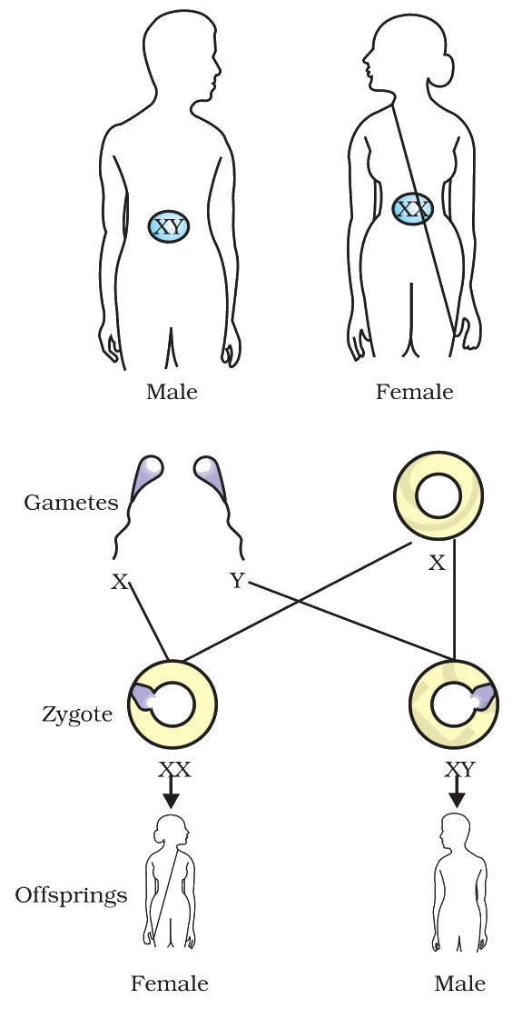 Sex determination in human beings