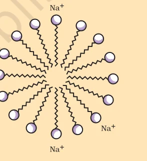 A soap micelle (detail from the 'effect of soap in cleaning' figure).