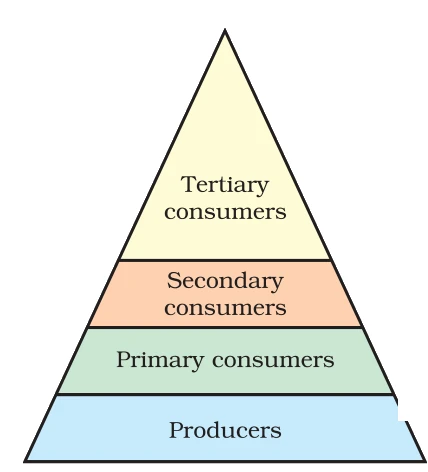 Trophic levels
